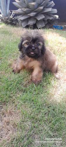 Lindo cachorritos vicho maltes 