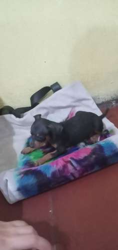 Doberman pinchér 45 días nacido hembra y macho con vacuna y desparasitada  - Imagen 3