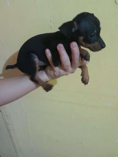 Doberman pinchér 45 días nacido hembra y macho con vacuna y desparasitada  - Imagen 7