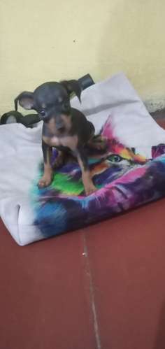 Doberman pinchér 45 días nacido hembra y macho con vacuna y desparasitada  - Imagen 2