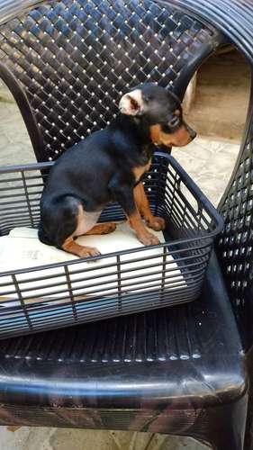 Pinscher hembra 3 meses  - Imagen 5