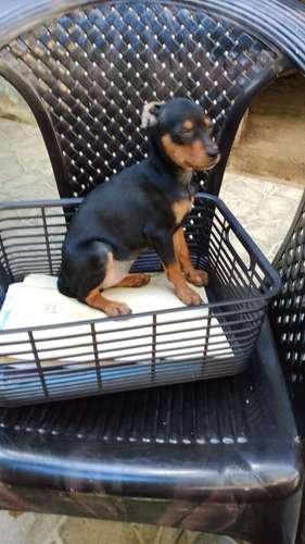 Pinscher hembra 3 meses 