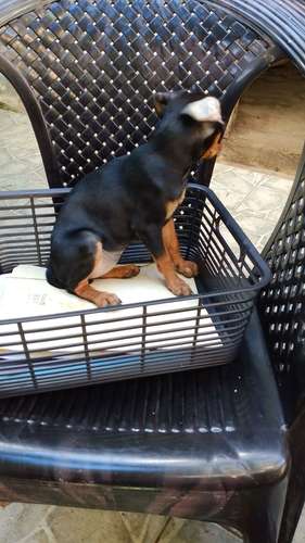 Pinscher hembra 3 meses  - Imagen 2