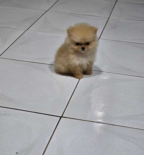 Macho y hembra disponibles