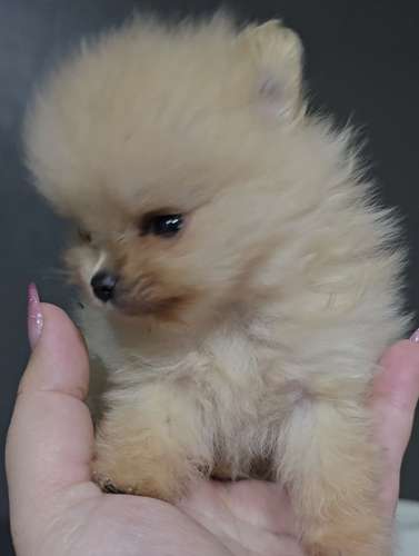 Macho y hembra disponibles