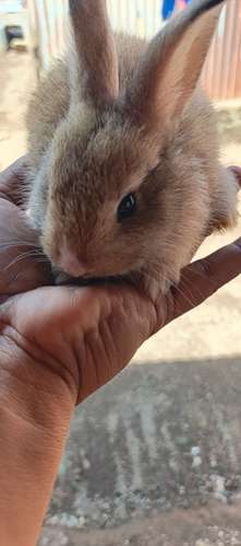 se venden conejos