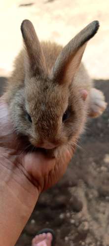 se venden conejos