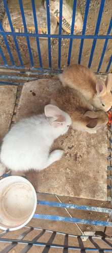 se venden conejos