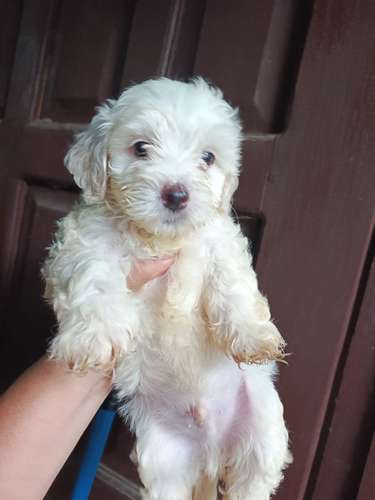 Cachorros terrier
