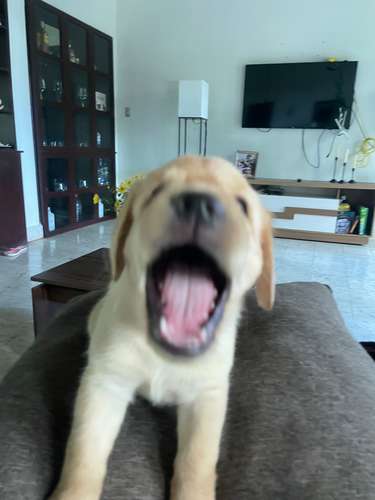 Cachorros labrador 100% puros - Imagen 3