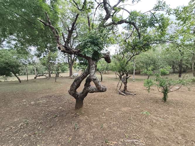 Finca o Terreno en Venta linda para quinta de descanso  - Imagen 6
