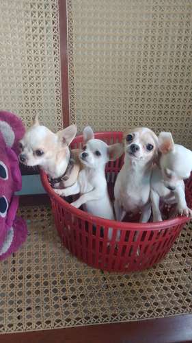 Chihuahua Miniatura  - Imagen 4