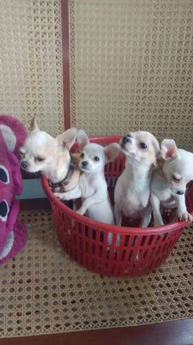 Chihuahua Miniatura  - Imagen 3
