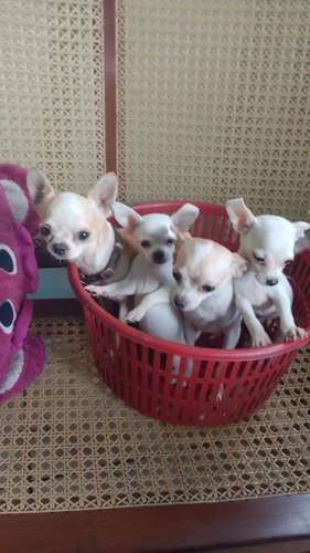 Chihuahua Miniatura  - Imagen 2