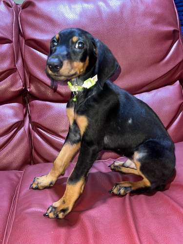 Doberman Americano 
