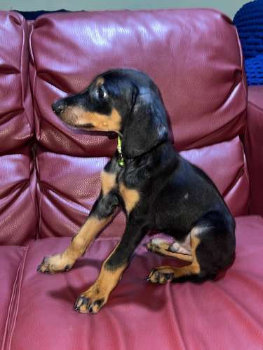 Doberman Americano 