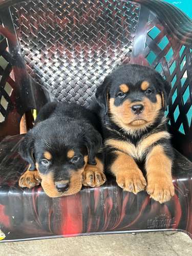Rotweiller Alemanes 