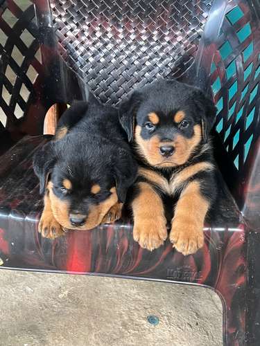 Rotweiller Alemanes 