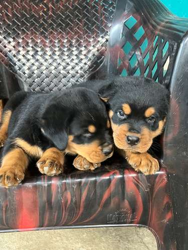 Rotweiller Alemanes 