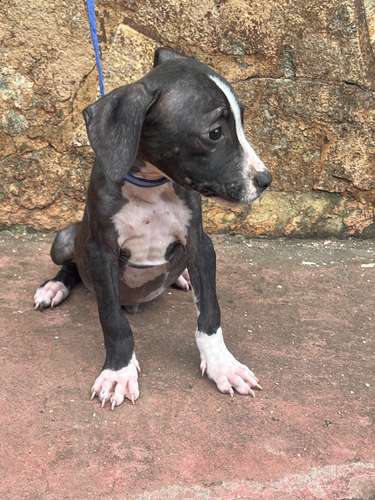 Pitbull 