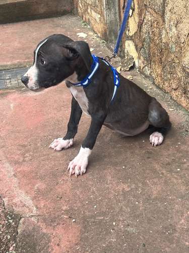 Pitbull 