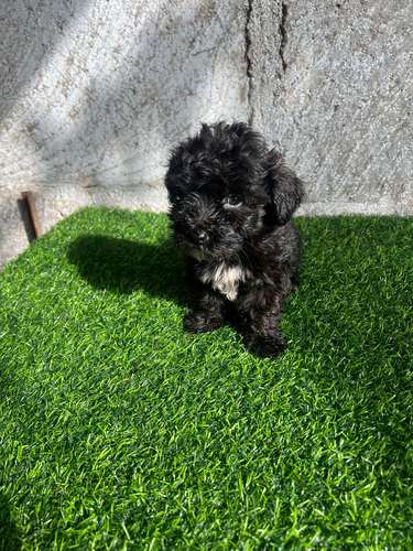 French poodle mini toy 