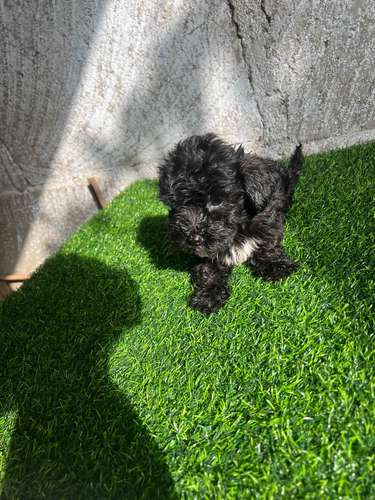 French poodle mini toy 