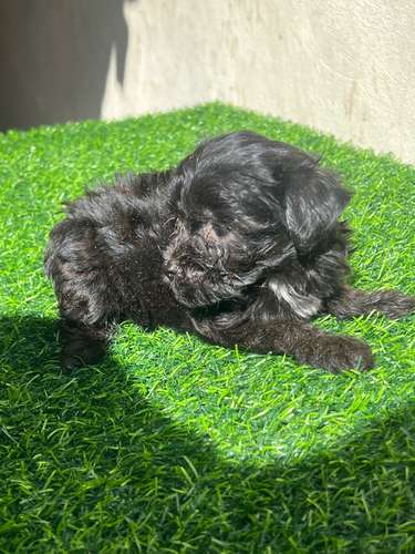French poodle mini toy 