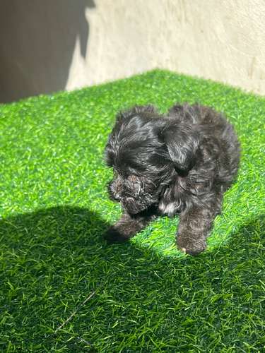 French poodle mini toy 