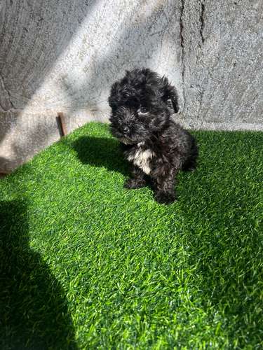 French poodle mini toy 