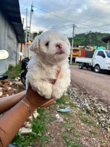 Maltipoo  bacunado y desp  - Imagen 2