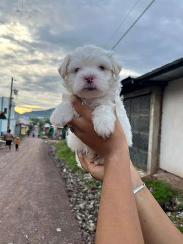 Maltipoo  bacunado y desp 