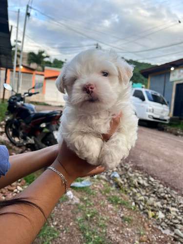 Maltipoo macho - Imagen 2
