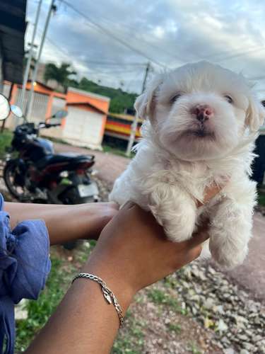 Maltipoo macho - Imagen 3