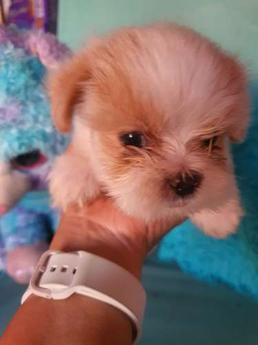 Cachorro shih tzu - Imagen 3