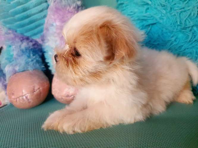 Cachorro shih tzu - Imagen 2