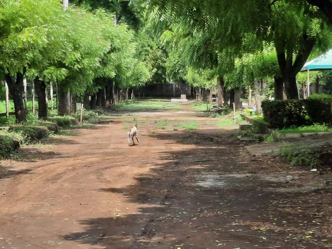 Venta de Terreno en Sabana Grande  - Imagen 8