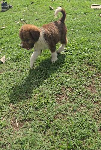 Perritos de raza  - Imagen 8