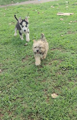 Perritos de raza 