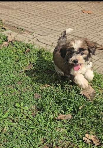 Perritos de raza  - Imagen 3