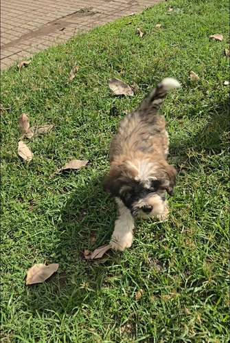 Perritos de raza  - Imagen 7