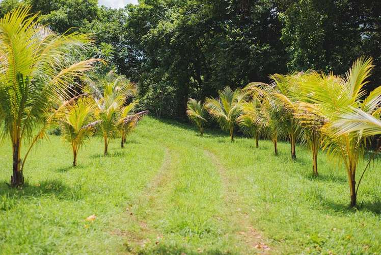 Casa Madera Vieja   4 Acre Ocean View Estate with Infinity Pool   Tropical Orchard - Imagen 18