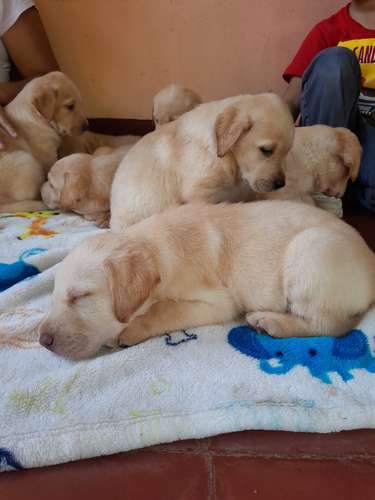 Labradores Retriever  - Imagen 7