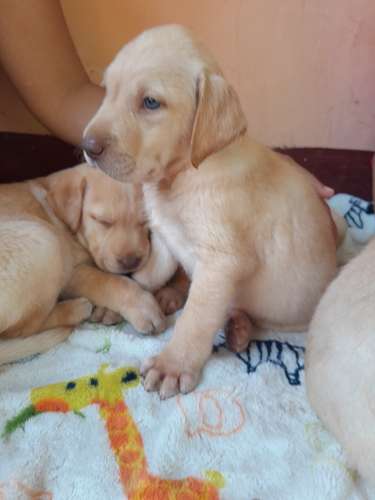 Labradores Retriever  - Imagen 4