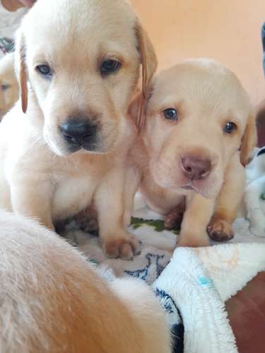 Labradores Retriever  - Imagen 5