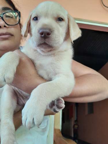 Labradores Retriever 