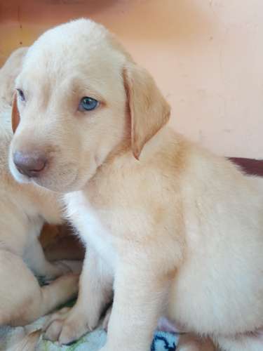 Labradores Retriever  - Imagen 6