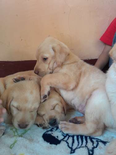 Labradores Retriever  - Imagen 2