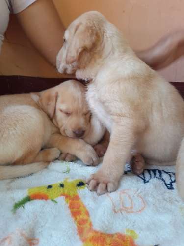 Labradores Retriever  - Imagen 3