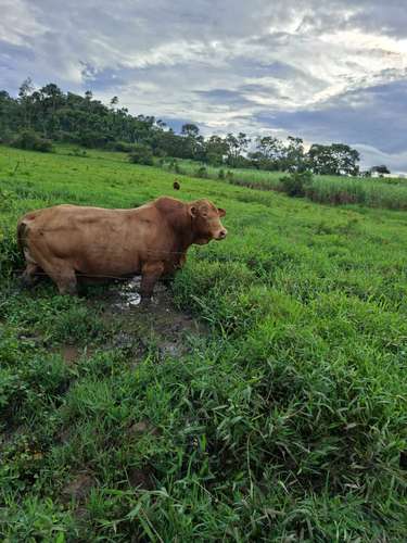 Toros Beefmaster  - Imagen 11